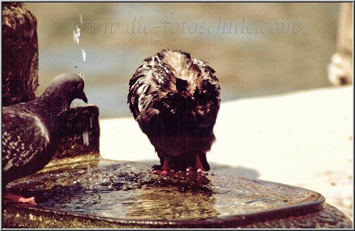 Tauben am Brunnen.jpg - Tauben an einem der zahlreichen Brunnen in Venedig.